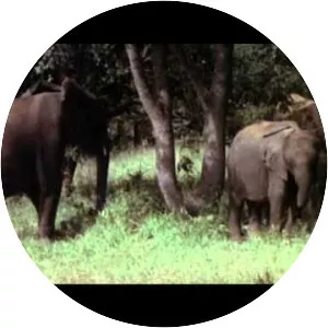 Animals Are Beautiful People