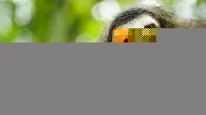 Animals Behaving Badly - TV program