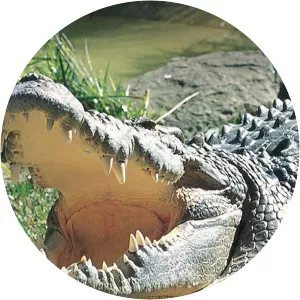 Animals Did It First - 2005 ‧ 3 seasons