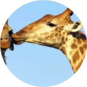 Animals in Love - TV program