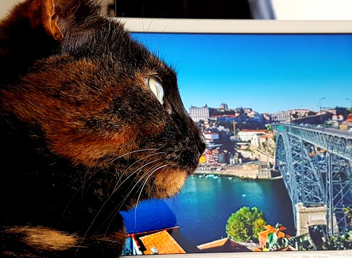 Animaux de Porto. - Pet sitter in Porto, Portugal