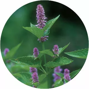 Anise hyssop
