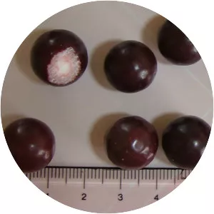 Aniseed ball - 