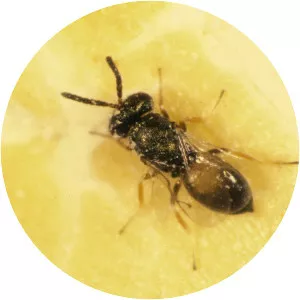 Anisopteromalus calandrae - 