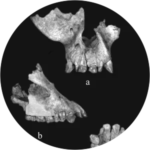 Ankarapithecusmeteai - 