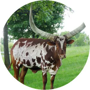 Ankole-Watusi