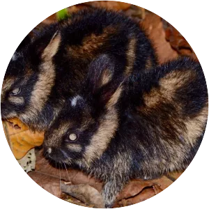 Annamite striped rabbit