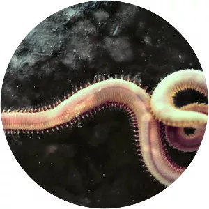 Annelid - Animal