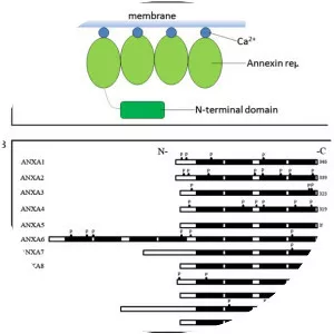 Annexin A4 - Protein