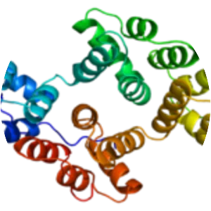 Annexin A5 - Protein