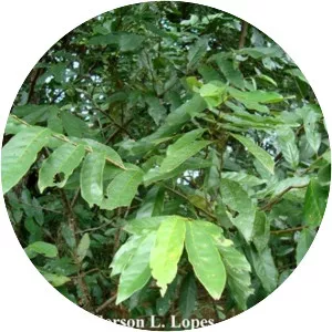 Annona rugulosa - 