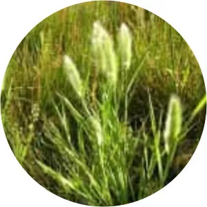 Annual beard-grass - Plants