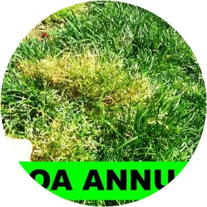 Annual bluegrass - Plants