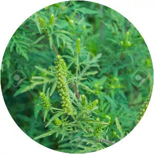 Annual ragweed