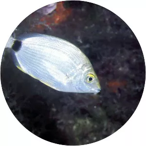 Annular seabream - Fish