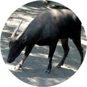 Anoa