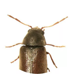 Anobiidae