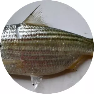 Anodontostoma chacunda