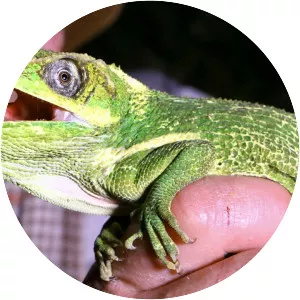 Anoles