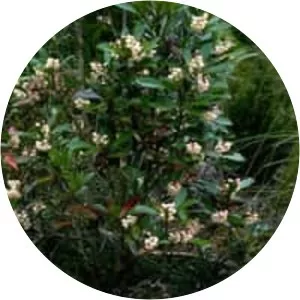 Anopterus glandulosus - 