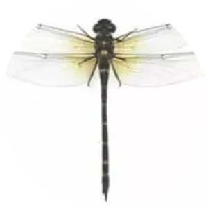 Anotogaster sieboldii