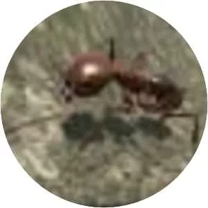 Ant Simulation 3D Full