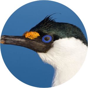 Antarctic shag