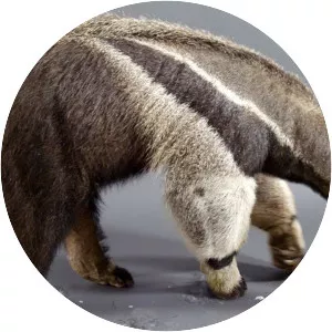 Anteater
