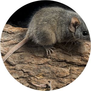 Antechinus