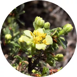 Antelope bitterbrush - Plants