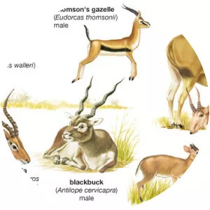 Antelope