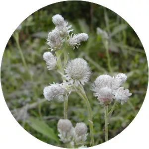 Antennaria alpina