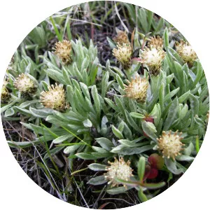 Antennaria dimorpha