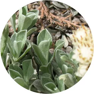 Antennaria microphylla