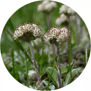 Antennaria neglecta