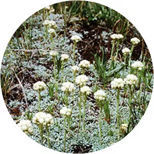 Antennaria parvifolia