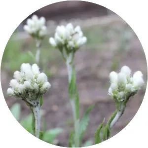 Antennaria plantaginifolia