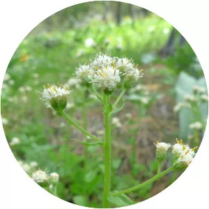 Antennaria racemosa