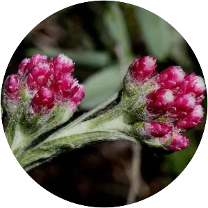 Antennaria rosea