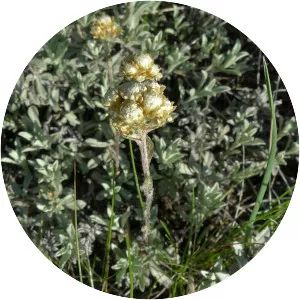 Antennaria umbrinella