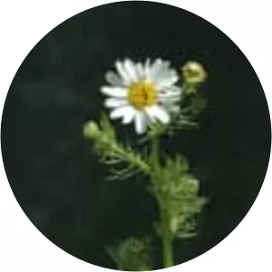 Anthemis arvensis