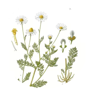 Anthemis cotula