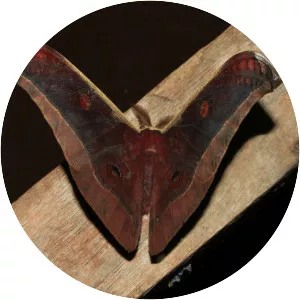 Antheraea assamensis