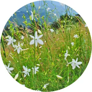 Anthericum ramosum - Plants