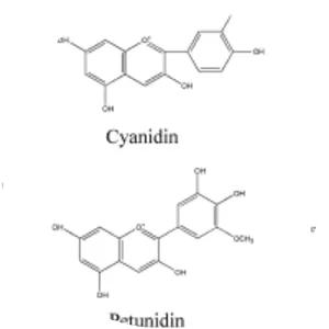 Anthocyanin - 