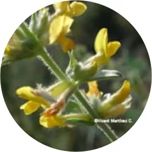 Anthyllis cytisoides