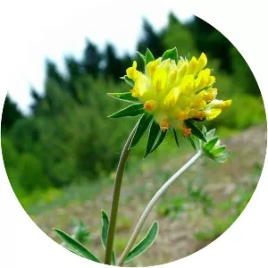 Anthyllis vulneraria