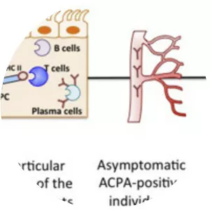 Anti–citrullinated protein antibody - 