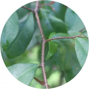 Antidesma alexiteria - 