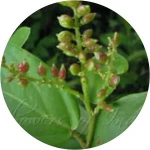 Antidesma ghaesembilla